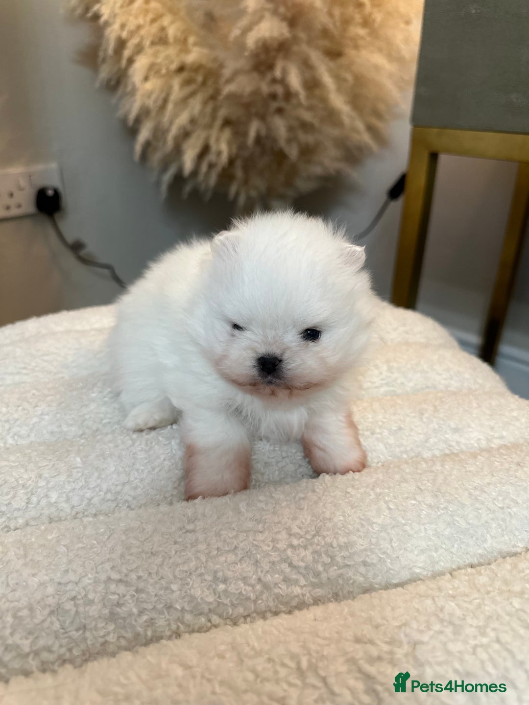 Pomeranian dogs for sale: Outstanding champion bloodline KC reg puppies  - Advert 20