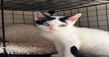 Turkish Angora cats - Advert 8