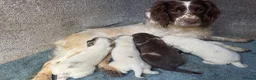 Sprocker dogs for sale: Sprockers F1 unique markings  - Advert 7