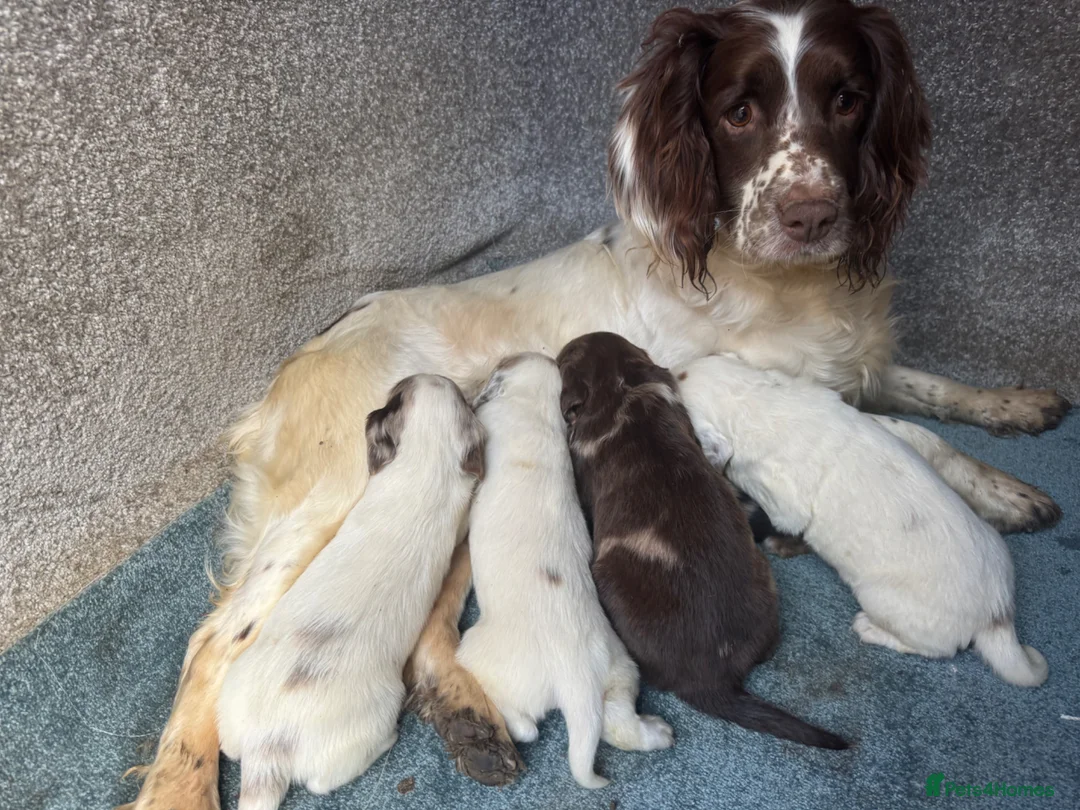 Sprocker dogs for sale: Sprockers F1 unique markings  - Advert 7