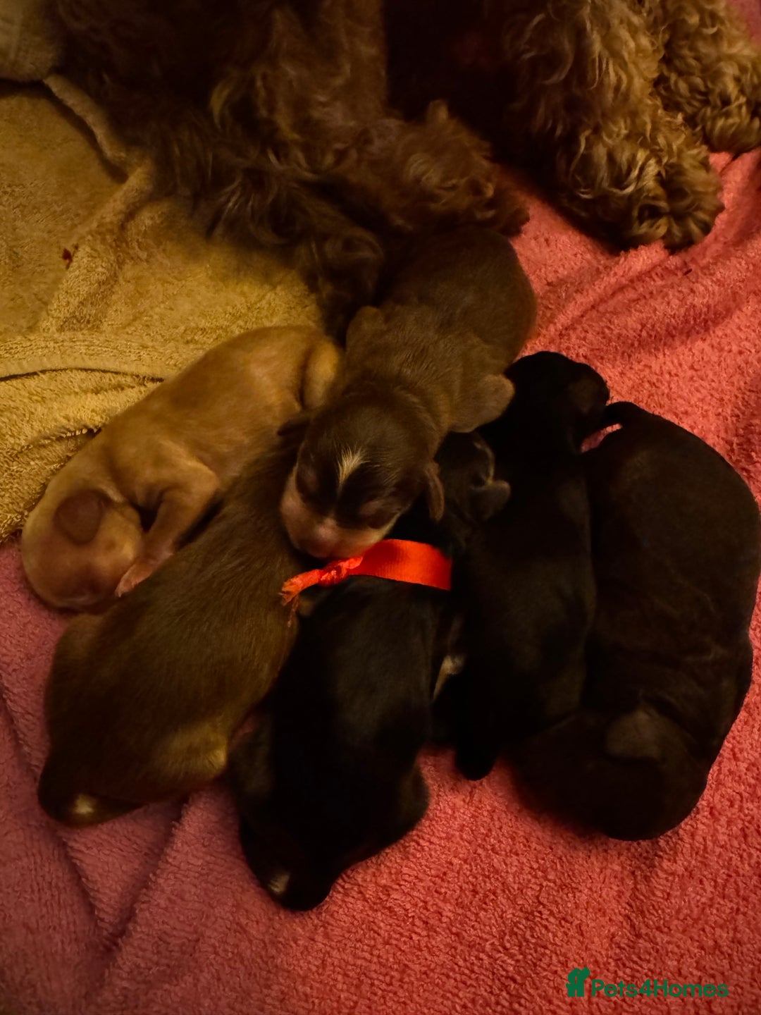 Cockapoo dogs for sale: Stable-tan-black cockapoos F2 - Advert 2