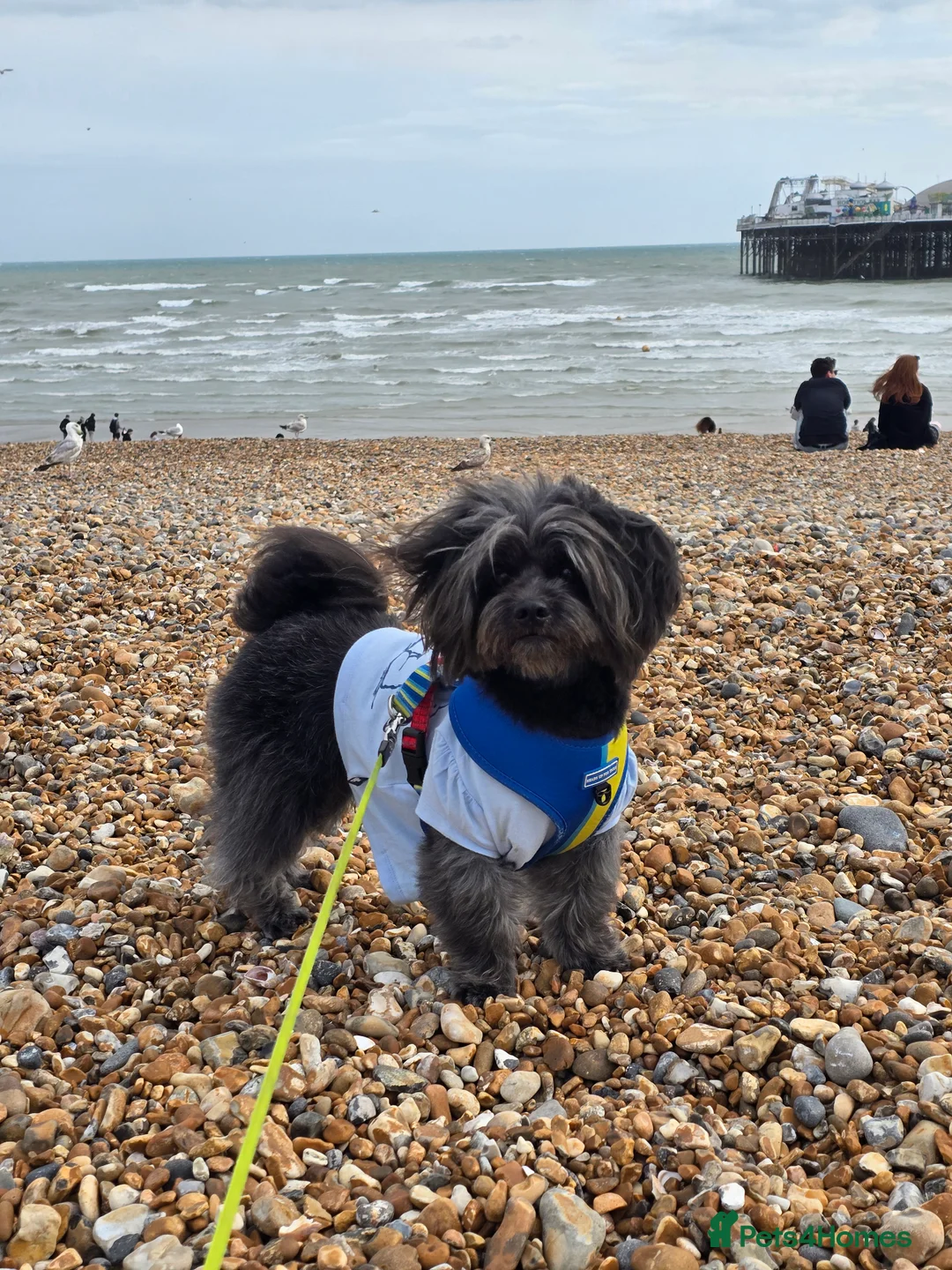 Lhasa Apso dogs for stud: Pure Lhasa Apso small sized Rare Black blue skin - Advert 1