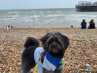 Lhasa Apso dogs Pure Lhasa Apso small sized Rare Black blue skin - Advert 1