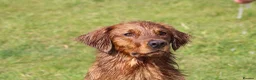 Golden Retriever dogs for stud: Compact, health tested stud dog. - Advert 4