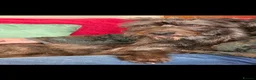 Lurcher dogs for sale: Deerhound Greyhound Collie/Bedlington  - Advert 7