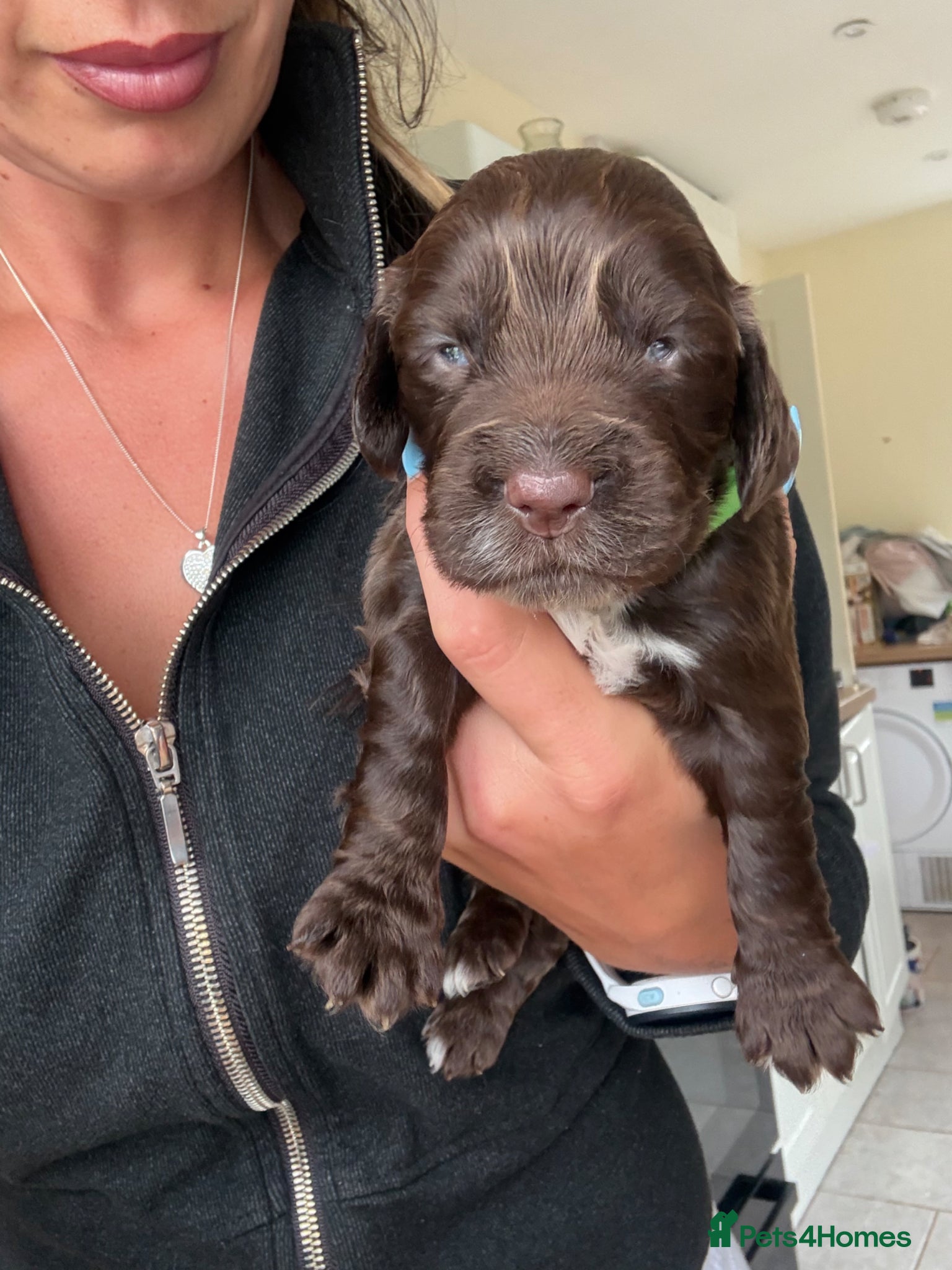 Cocker Spaniel dogs for sale: Absolutely gorgeous cocker pups  - Advert 4