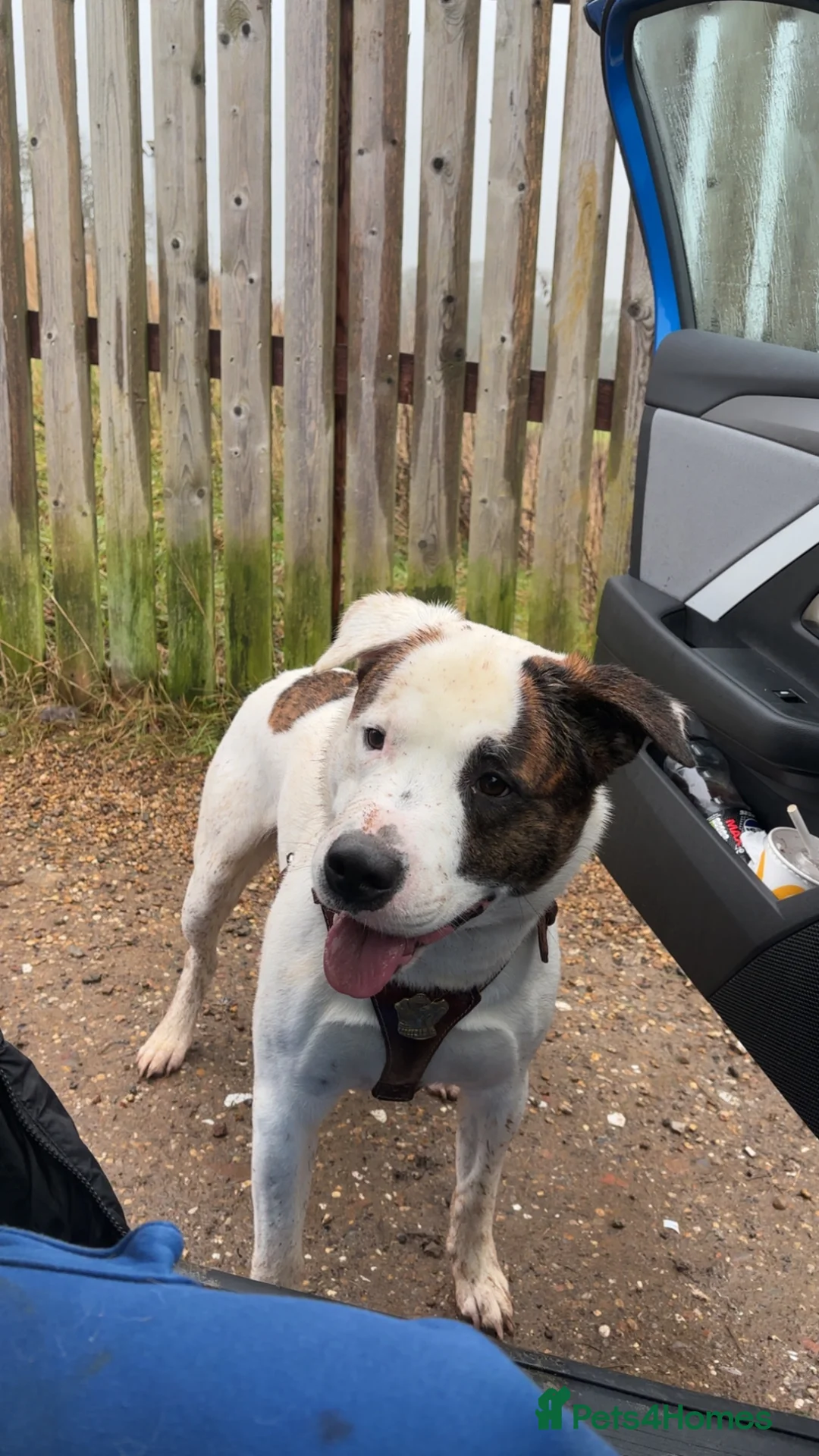 Mixed Breed dogs for sale: American Akita cross American bulldog  - Advert 5