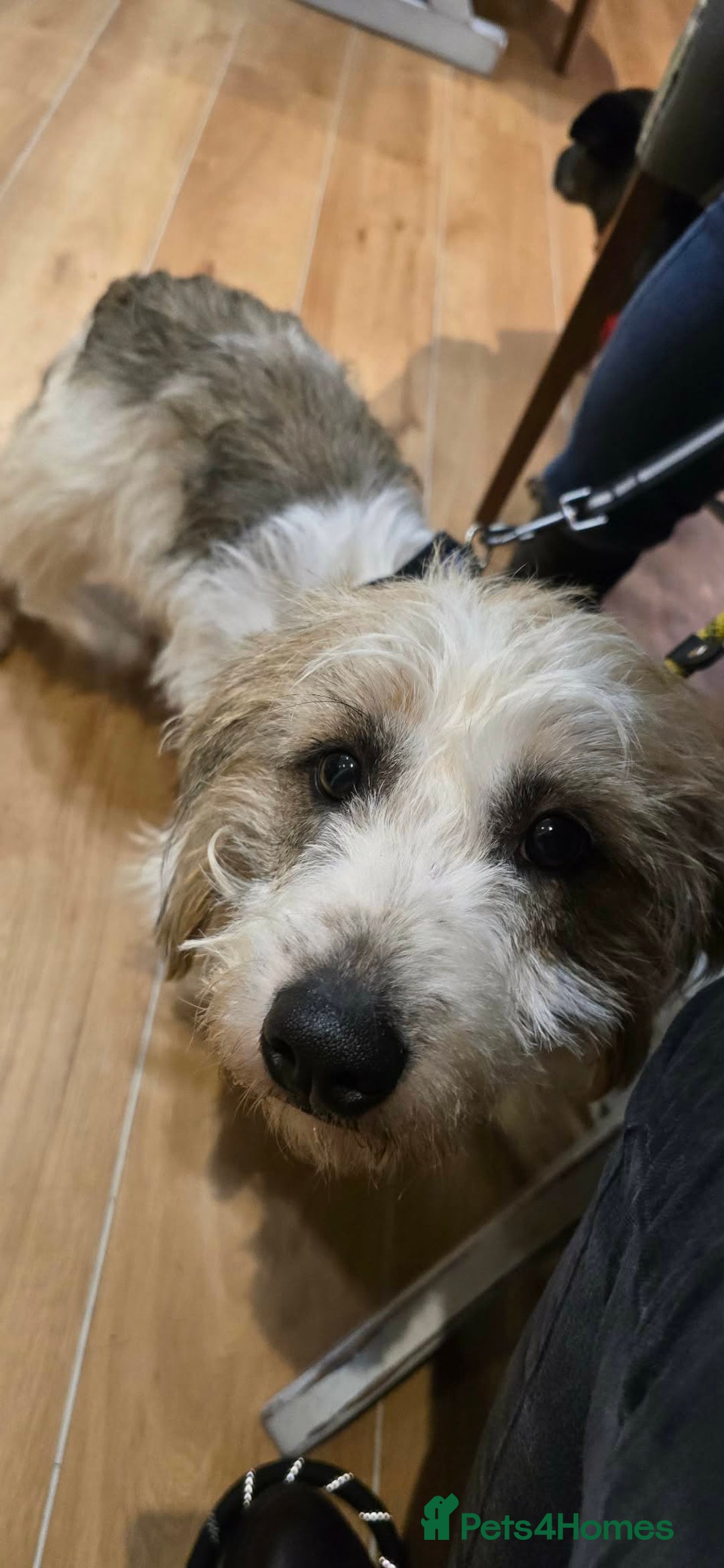 Mixed Breed dogs for adoption: TINK  - Advert 4