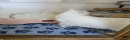 Mixed Breed cats for adoption: Gorgeous Blue Eyed Rescue in Bristol - Advert 11