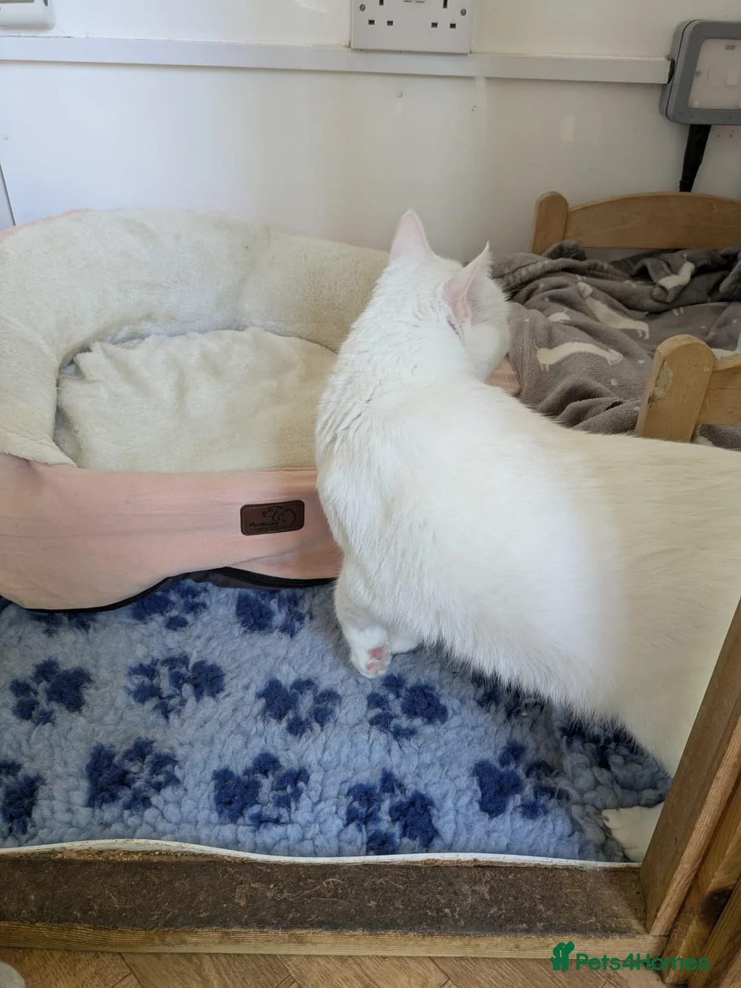 Mixed Breed cats for adoption: Gorgeous Blue Eyed Rescue in Bristol - Advert 11