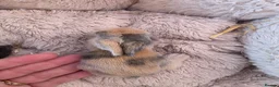 Lionhead rabbits for sale: Double maned lionhead- new litter in the nest. - Advert 13