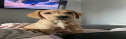 Labrador Retriever dogs for sale: Labrador puppies😍  - Advert 4