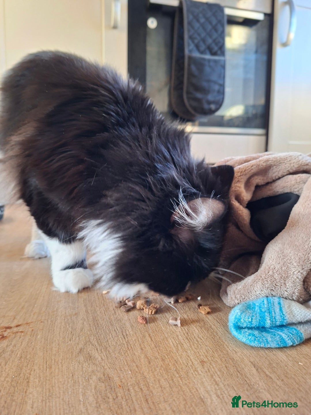 Mixed Breed cats for sale: Shadow - Advert 10