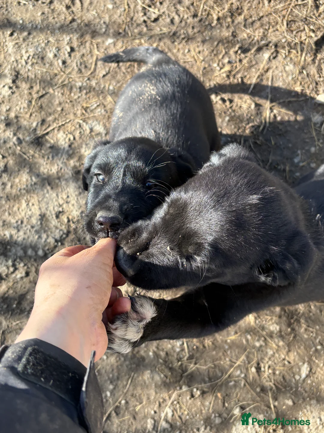 Borador dogs for sale: Beautiful Collie x Labrador puppies  - Advert 16
