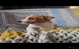 Jack Russell dogs for sale: Minature short haired Jack Russell puppys - Image 10