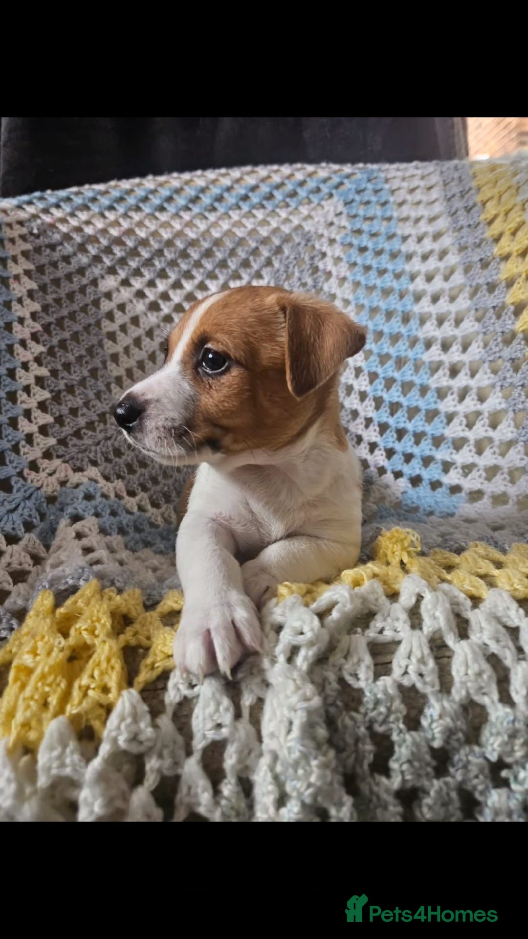 Jack Russell dogs for sale: Minature short haired Jack Russell puppys - Image 10