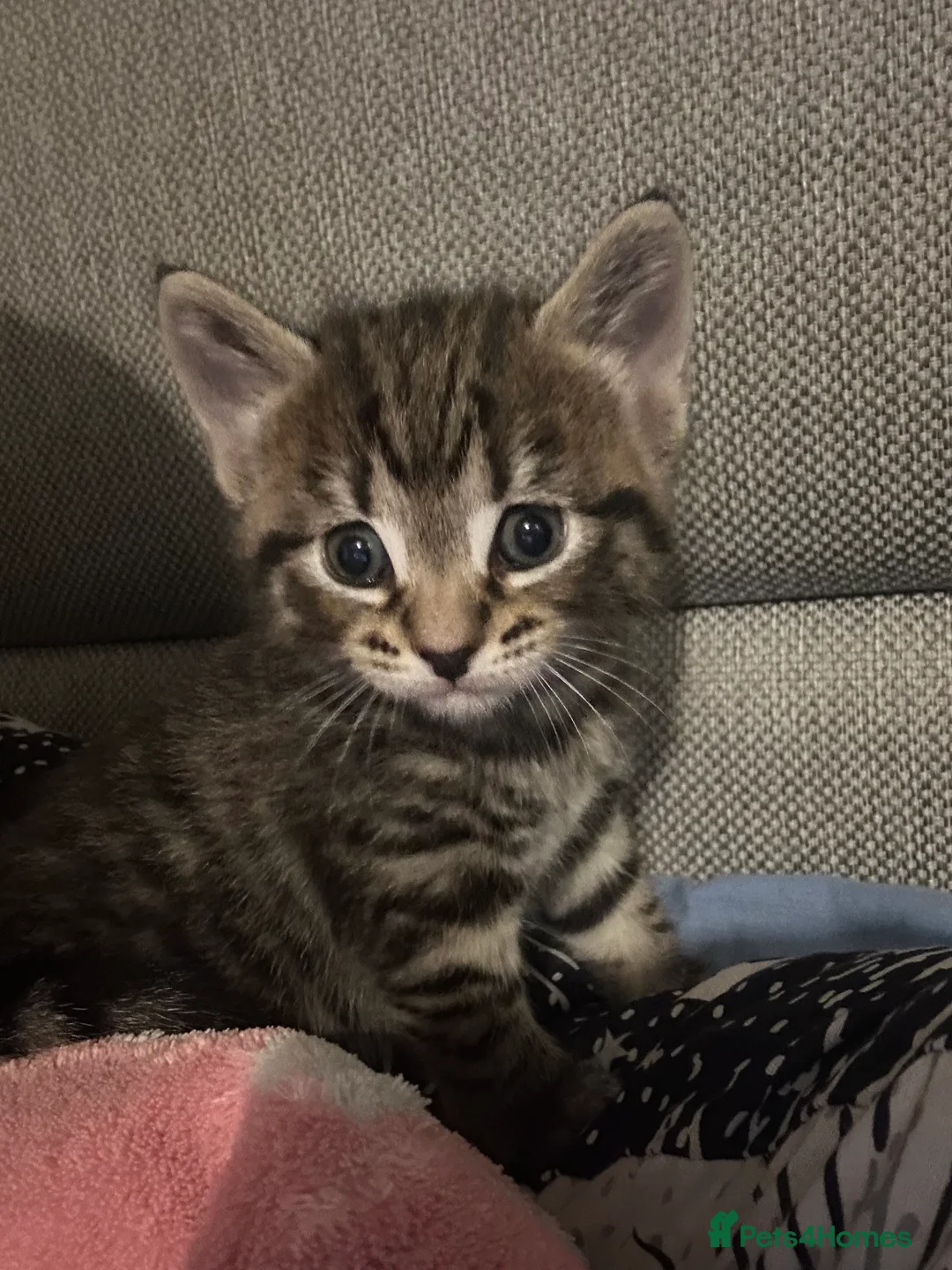 Mixed Breed cats for sale: Beautiful kittens  - Advert 6