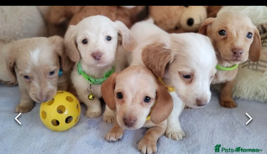 Miniature Dachshund dogs for stud: 🍦ALPHA mini cream Int/Int pied Smooth dachshund ! in Mexborough - Advert 26