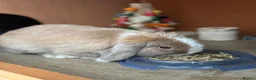Mini Lop rabbits for sale: Purebred Mini Lop Buck 💙 - Advert 2