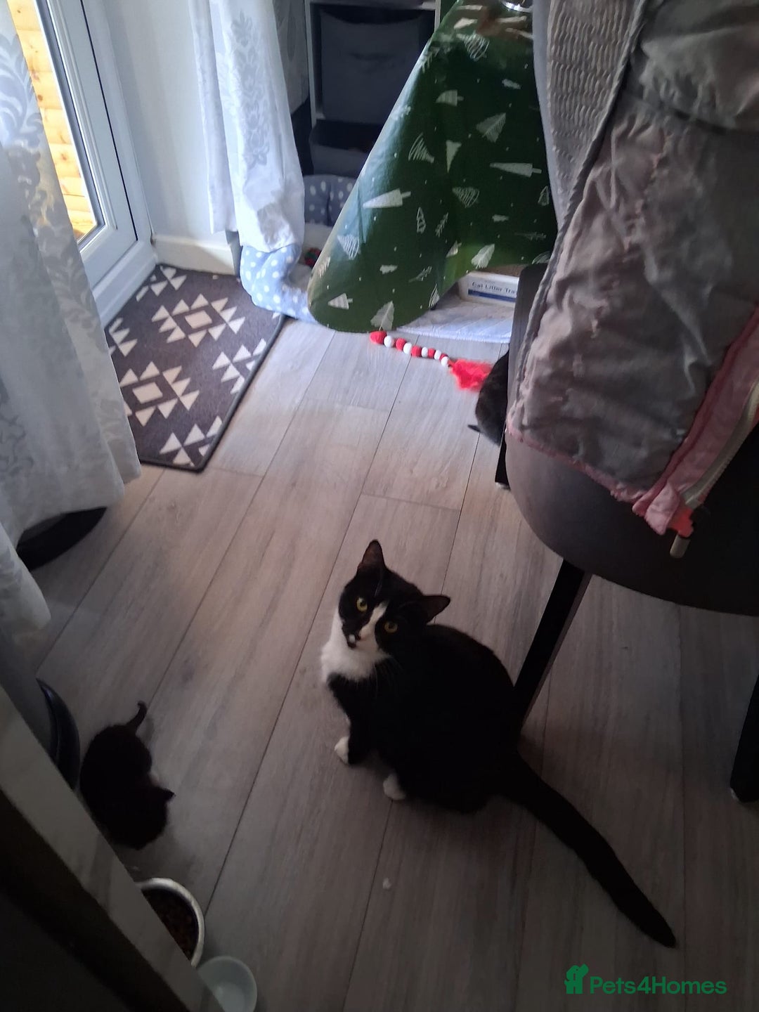 Mixed Breed cats for sale: Black and white 3 kittens for sale. 2 boys 1 girl. - Advert 3