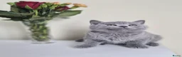 British Shorthair cats for sale: Exceptional pedigree British shorthair kittens  😻 - Advert 8