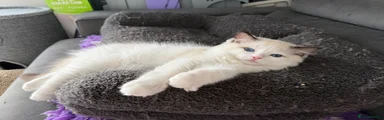 MATSCATS CHEEKY CHURRO