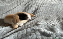 Mini Lop rabbits for sale: Mini Lop Bunnies - Image 13