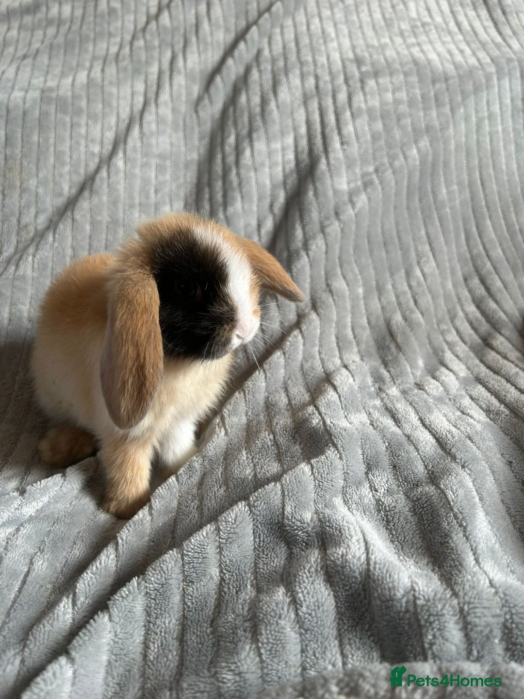 Mini Lop rabbits for sale: Mini Lop Bunnies - Image 13