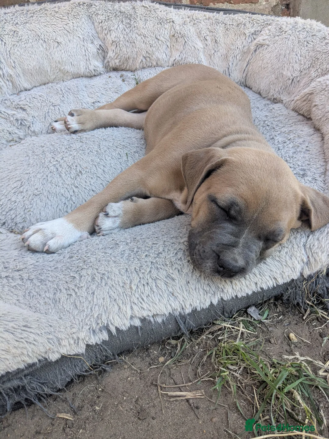 Mixed Breed dogs for sale: 4 left from 8 - Advert 14