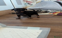 Russian Toy Terrier dogs for sale: Russian toy terrier cross Prague ratter - Image 8