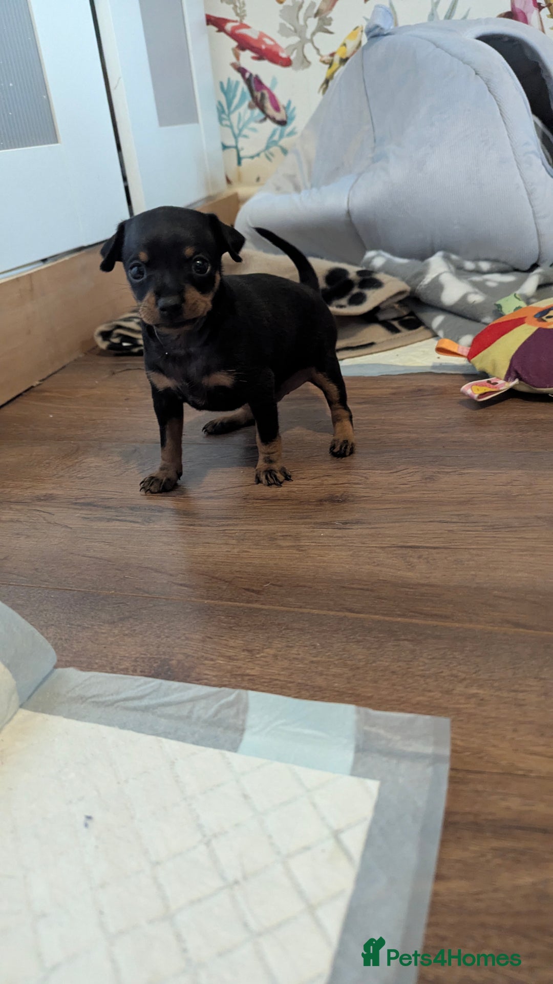 Russian Toy Terrier dogs for sale: Russian toy terrier cross Prague ratter - Image 8