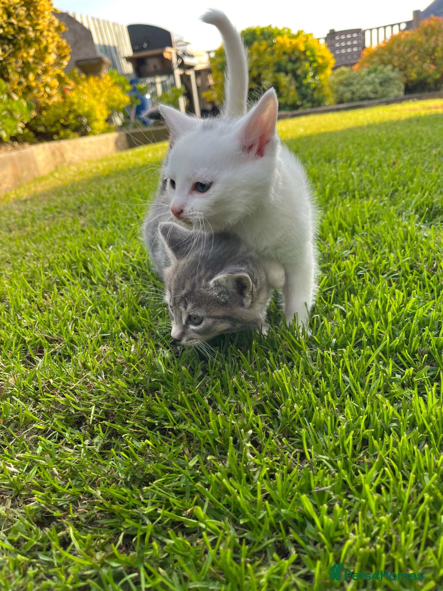 Mixed Breed cats Grey Tabby and White female  - Advert 5