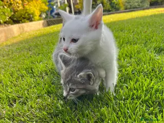 Mixed Breed cats Grey Tabby and White female - Advert 1