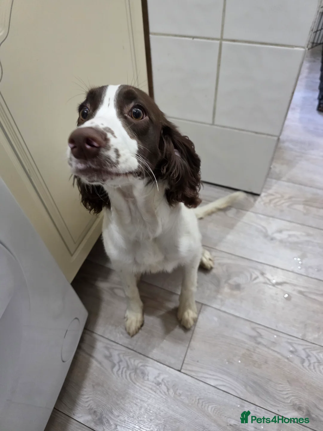 English Springer Spaniel dogs for sale: 6 Months Old Male Springer Spaniel - Advert 3