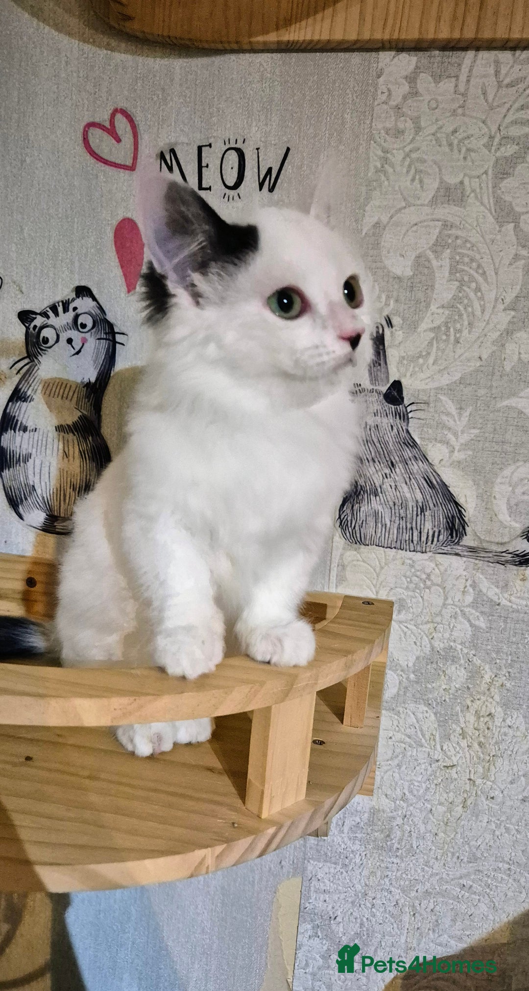 Munchkin cats for sale: Purebred TICA reg. Munchkin kittens ready to go  - Image 30