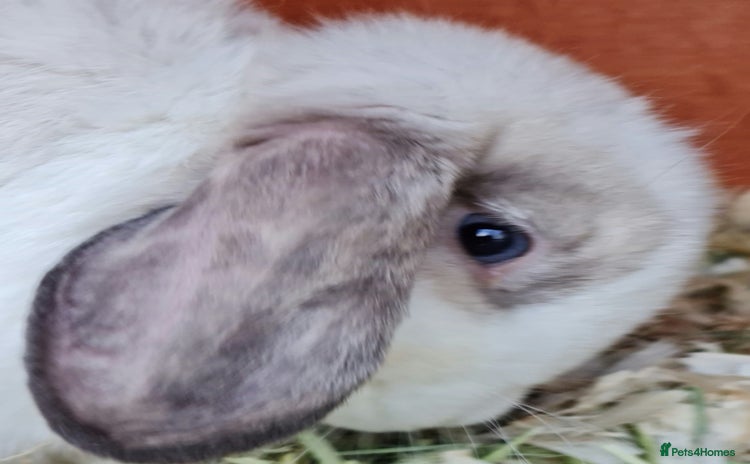 Mini Lop rabbits - Advert 6
