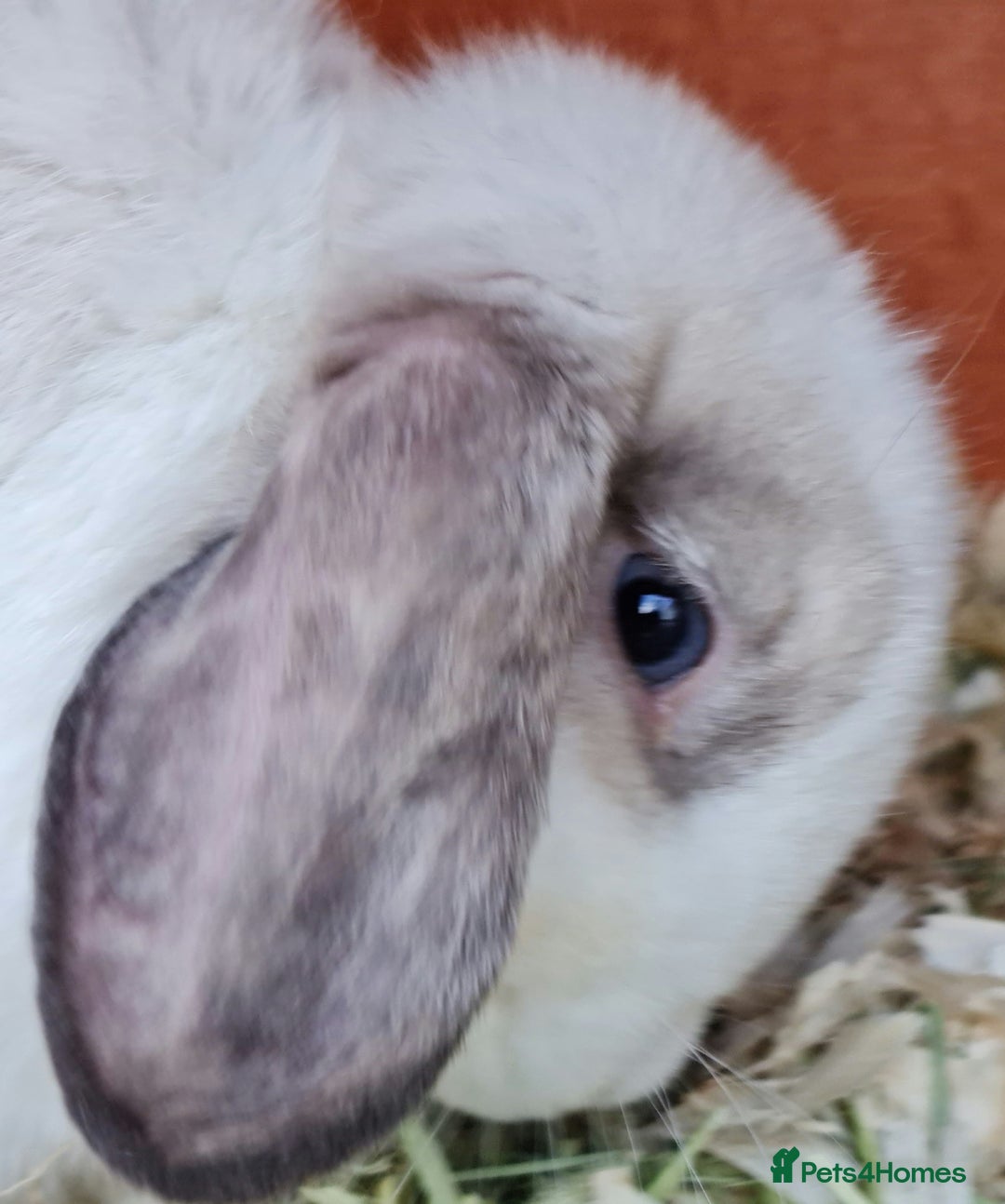 Mini Lop rabbits for sale: Stunning mini lop blue eyed young doe - Image 1