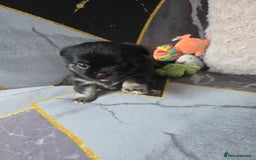 Chihuahua dogs for sale: 3 Adorable little princes chihuahua puppies - Image 12