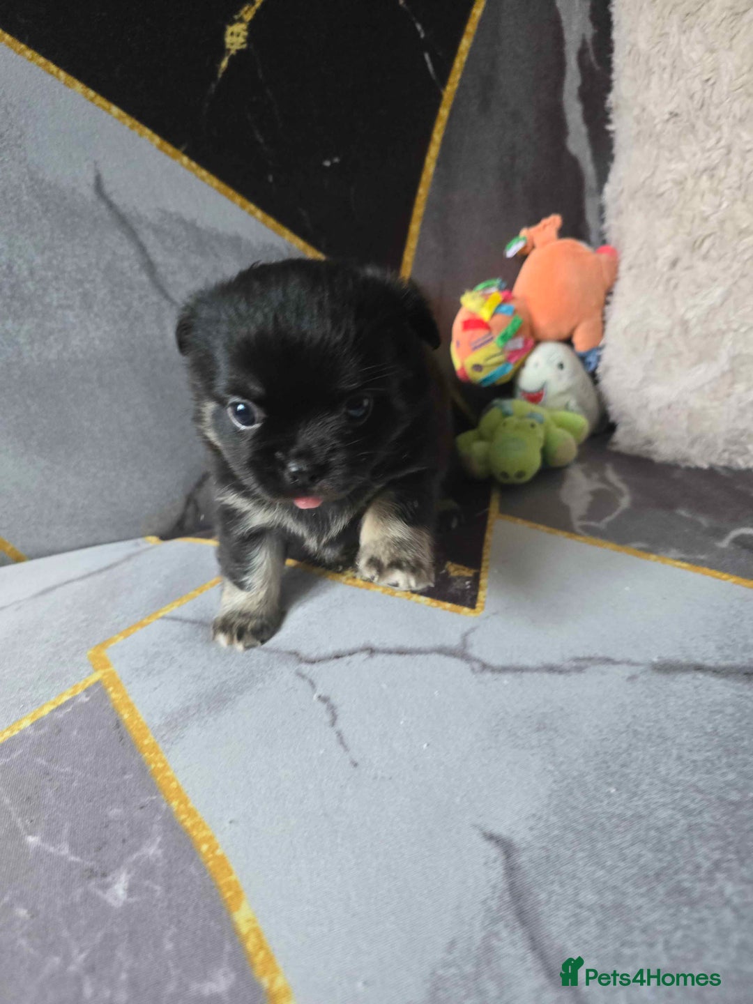 Chihuahua dogs for sale: 3 Adorable little princes chihuahua puppies - Image 12