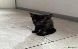 European cats for sale: Pixie kittens  - Image 2