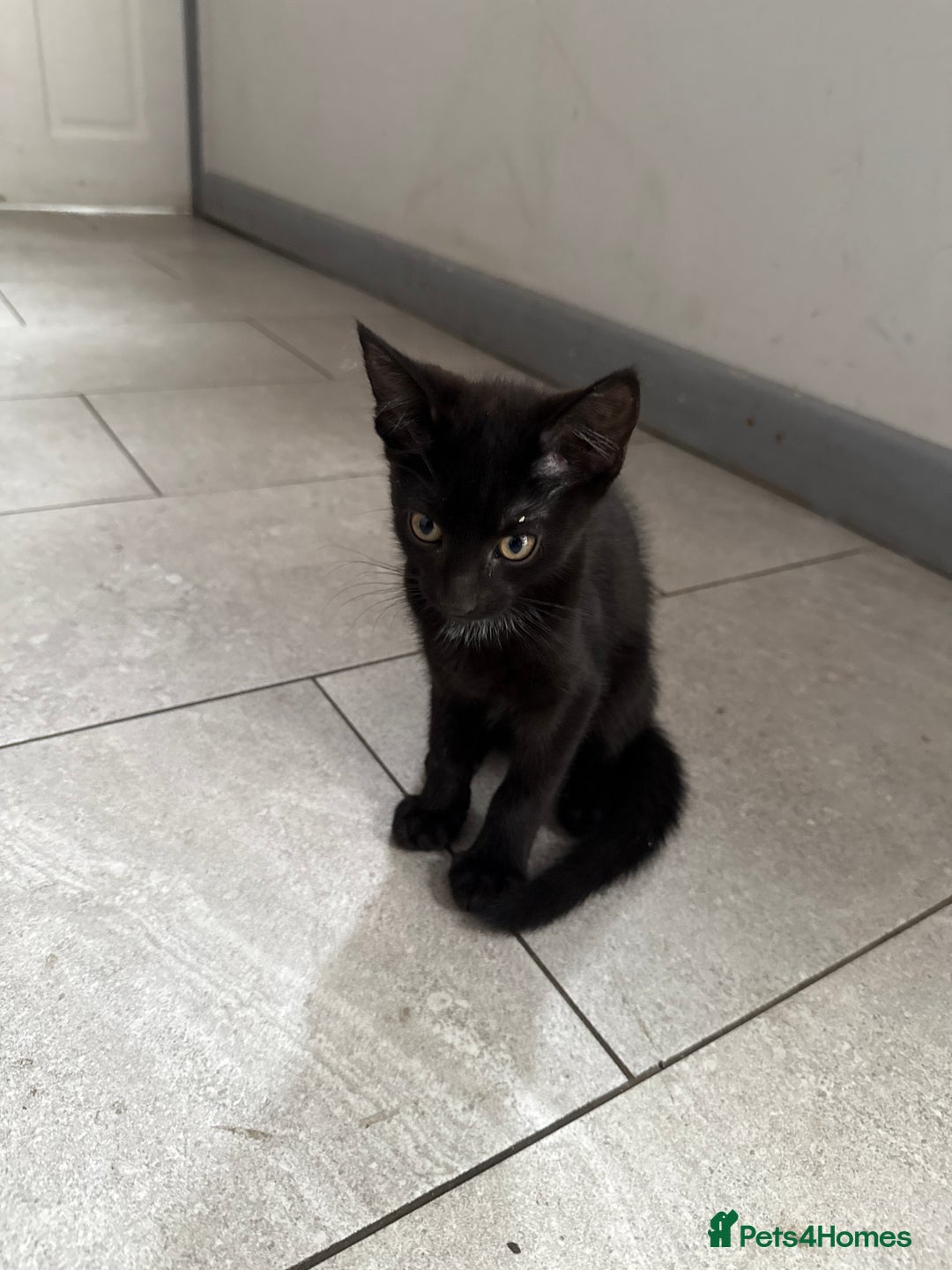 European cats for sale: Pixie kittens  - Image 2