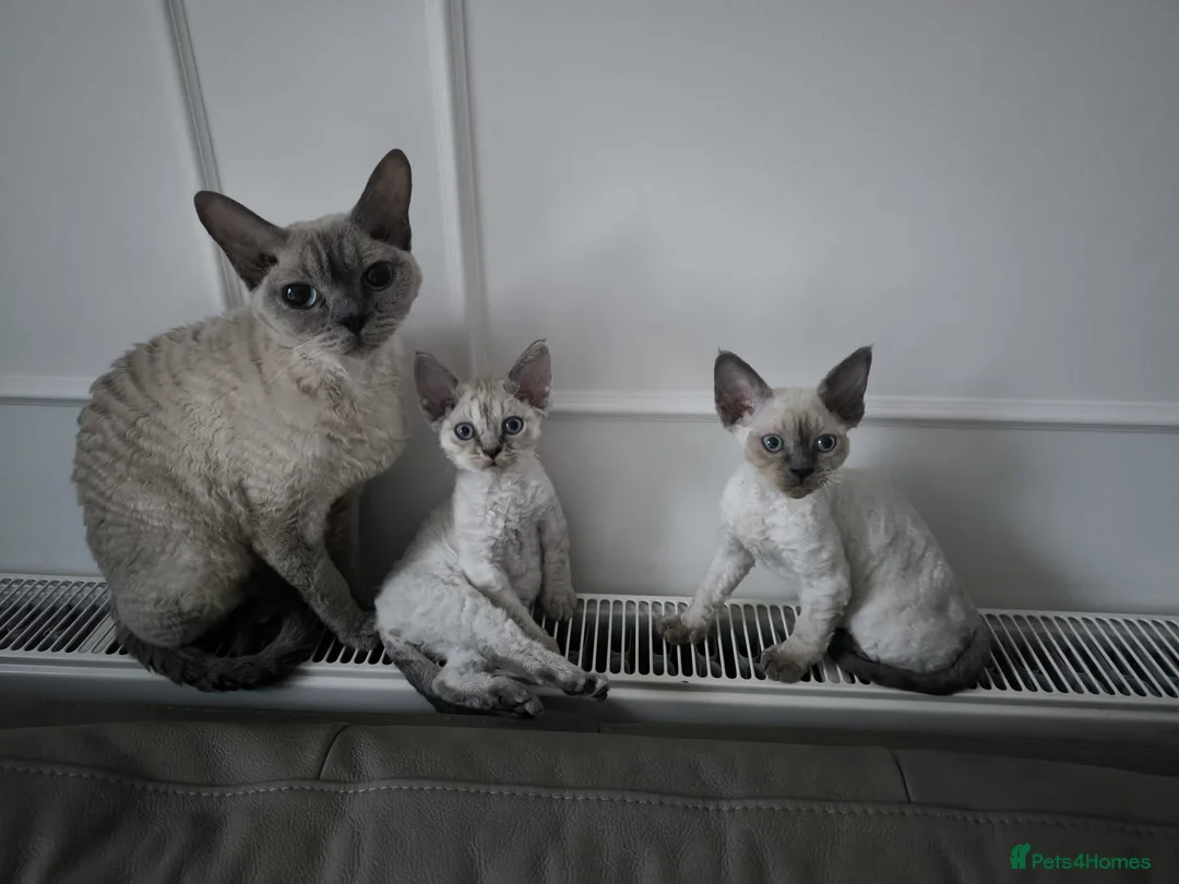 Devon Rex cats for sale: Devon Rex💕Blue Point Lynx Girl🩷 - Advert 10