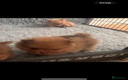 Pomeranian dogs for sale: Exotic color, mini Pomeranians  - Image 5
