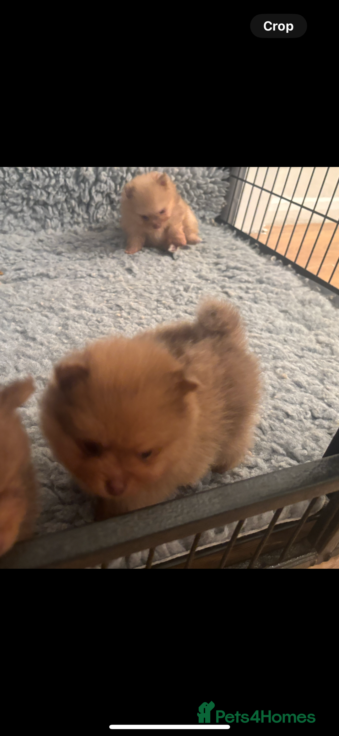 Pomeranian dogs for sale: Exotic color, mini Pomeranians  - Image 5