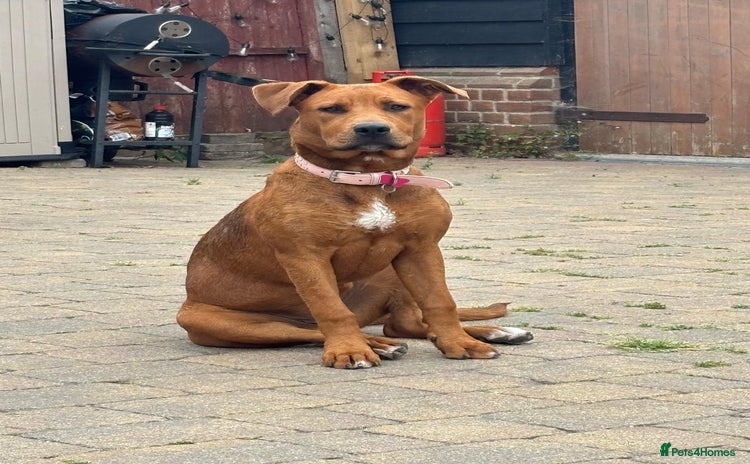 Mixed Breed dogs - Advert 11