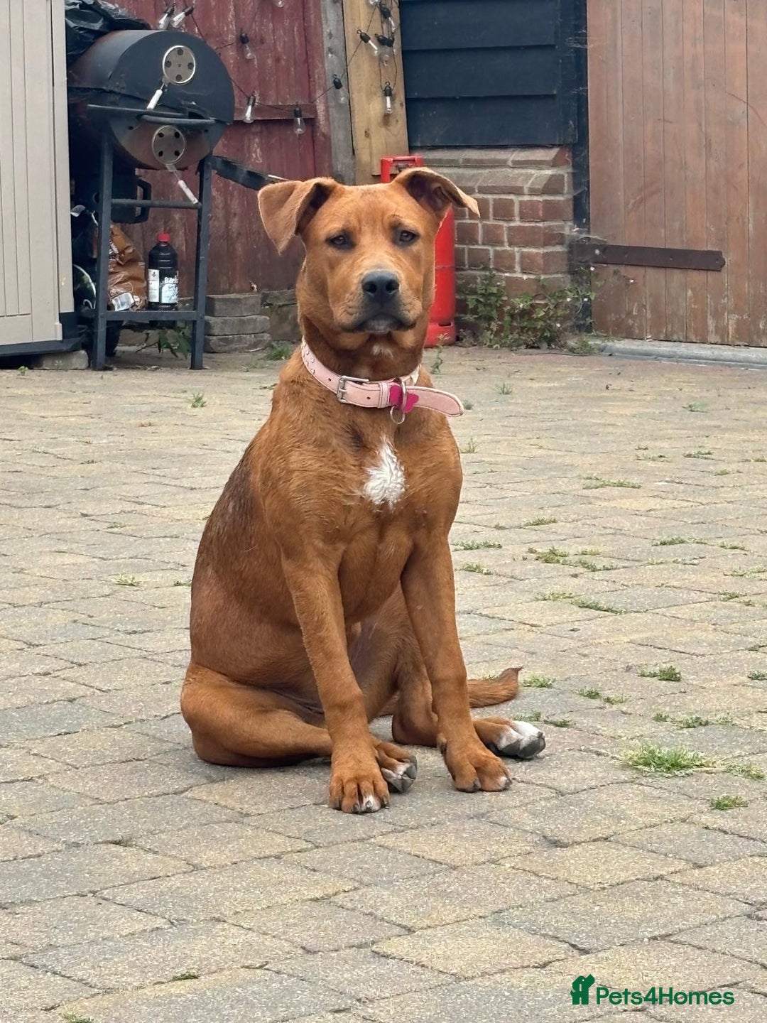 Mixed Breed dogs for sale: German Shep x mastiff  - Image 1
