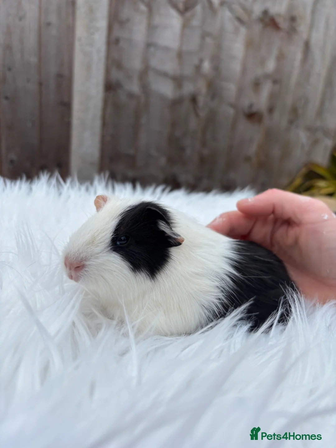 Guinea Pig rodents for sale: Baby guinea pigs  - Advert 18