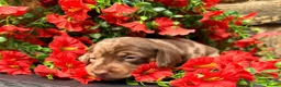 Miniature Dachshund dogs for sale: Long haired miniature dachshund  - Advert 20