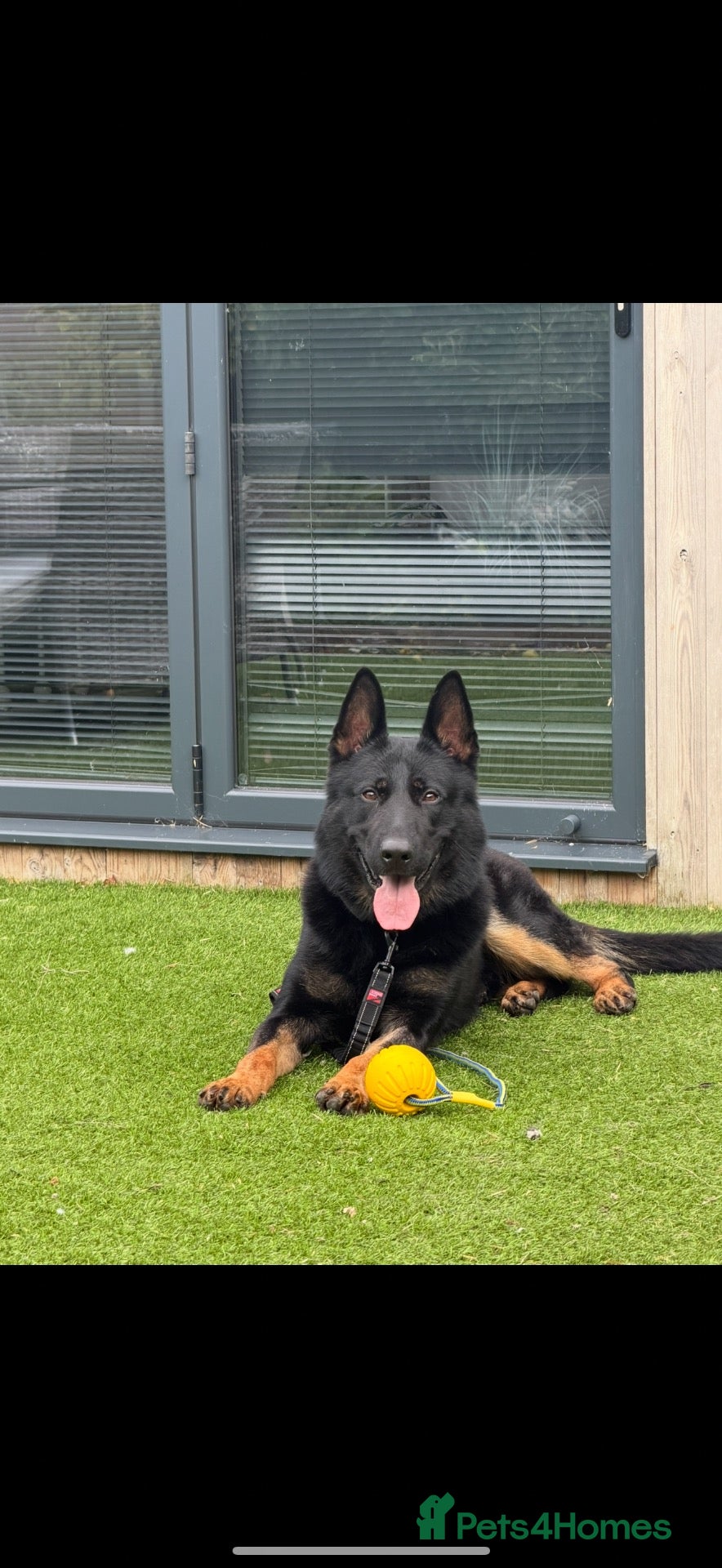German Shepherd dogs Professionally trained german shepherd  - Advert 5