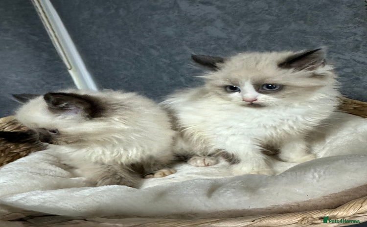 Siberian cats - Advert 2